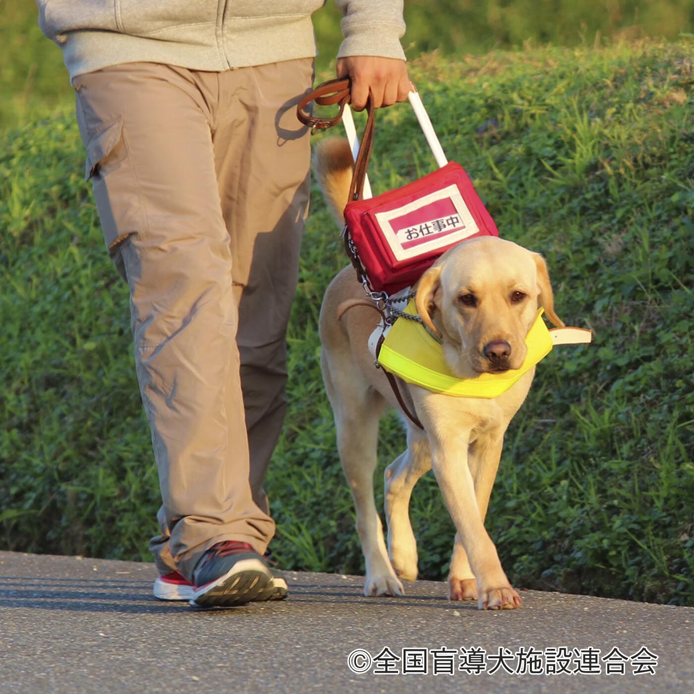 フェリシモの雑貨 Kraso|ガラフルやさしい応援　チャリティー マラソン|盲導犬育成支援