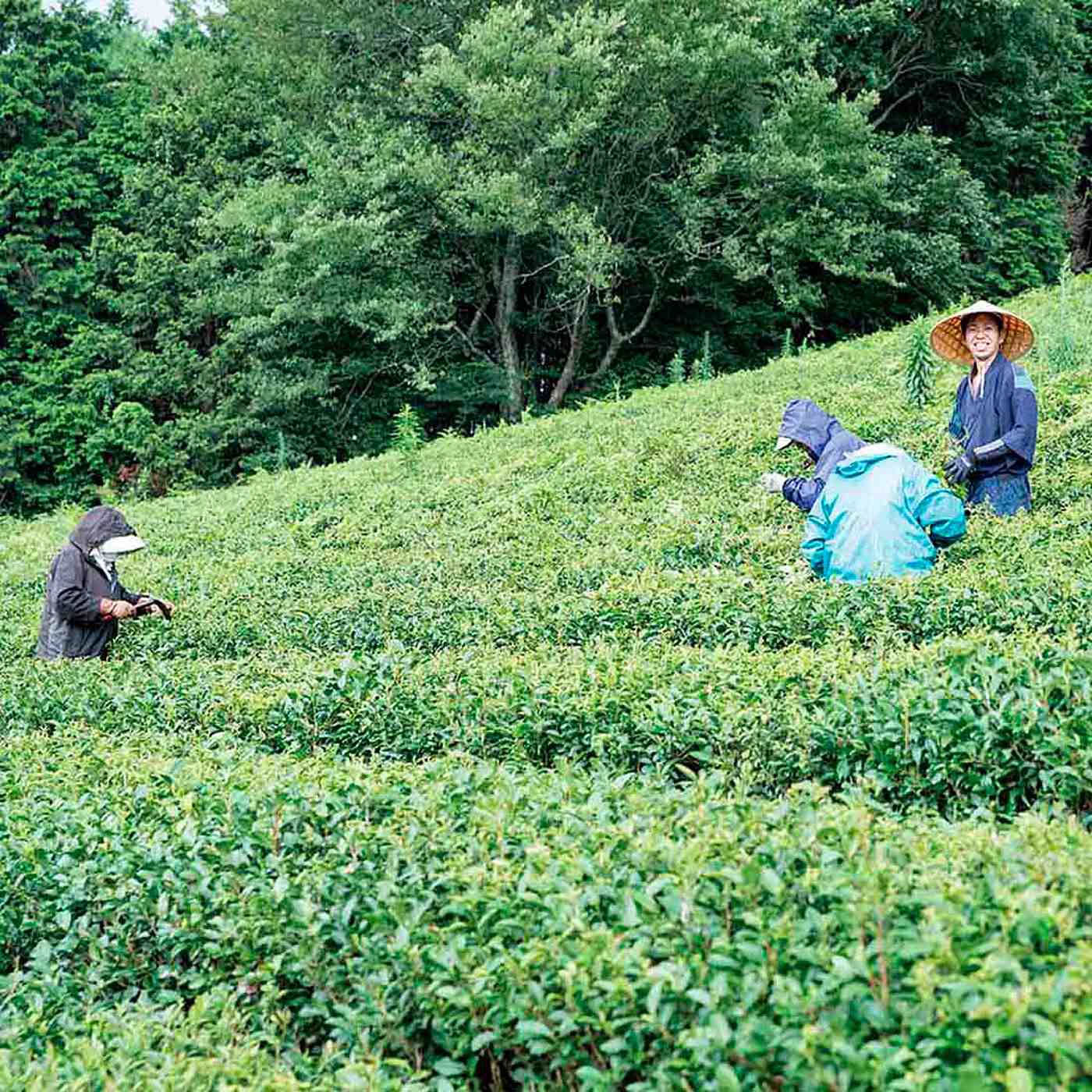 フェリシモの雑貨 Kraso|健一自然農園×フェリシモ　心とからだにそっと寄り添う　お茶セット（ティーバッグ）の会|夏の茶畑。地元のおばあちゃんたちが雑草を刈っています。健一自然農園では、地元の雇用も生んでいます。