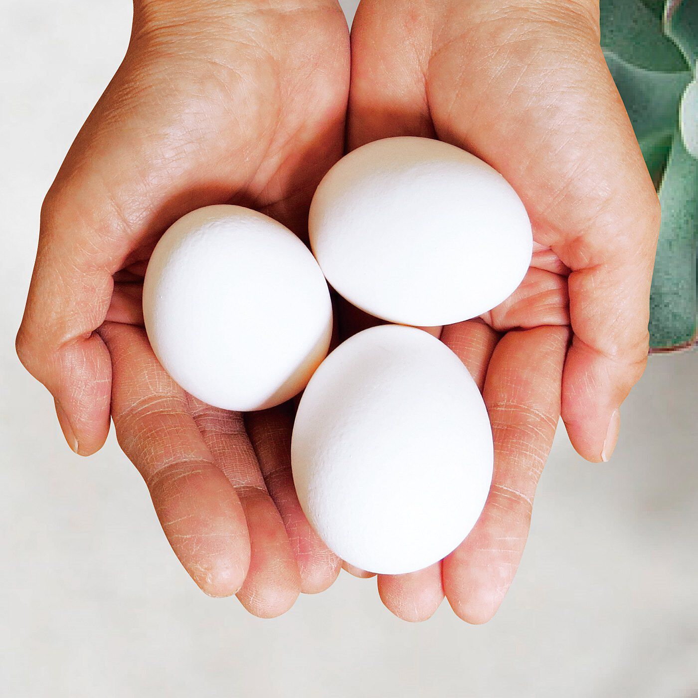 フェリシモの雑貨 Kraso|黄ばみにダイレクト！ 粉で磨く　Dr．オーラル　ホワイトニングパウダー40〈シトラス〉の会|卵殻アパタイト40％配合。