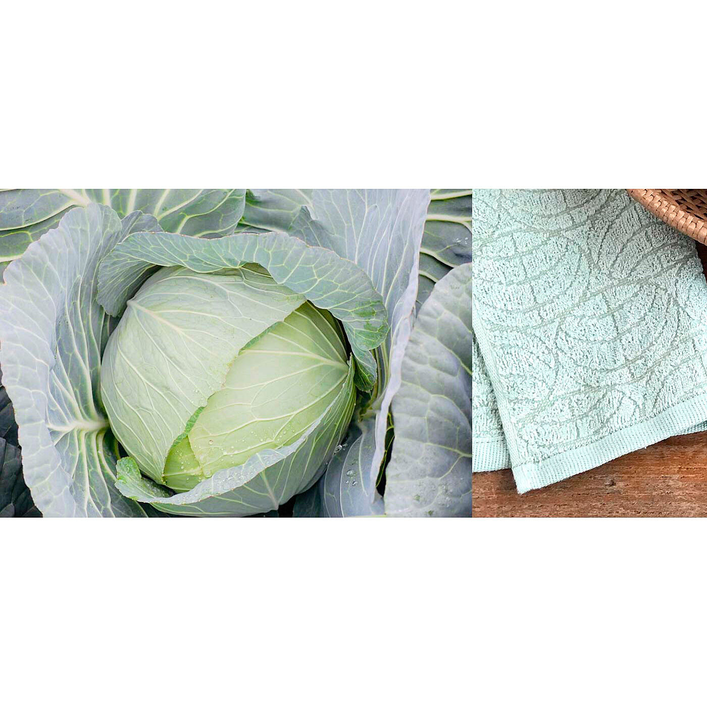 フェリシモの雑貨 Kraso|泉州のこだわりがギュッとつまった　「雫」ハンドタオル２枚セットの会|【松波キャベツ染め】有名お好み焼き店も仕入れているという射手矢農園の「松波キャベツ」。芯まで甘い！ とシェフたちも絶賛するおいしさです。さてさて、その射手矢農園では年に一度、生産者だけでなく、こだわりキャベツを愛するシェフ、レストランで働く人、野菜ソムリエ、そしてもちろん、袋谷タオルの代表や従業員たちが参加する「収穫祭」があるんだそう。そしてみんなで収穫した後、畑に残った外側の大きな葉こそが染料の原材料になるんです！ みんなの「地元愛」がつまったやさしい色ですね。