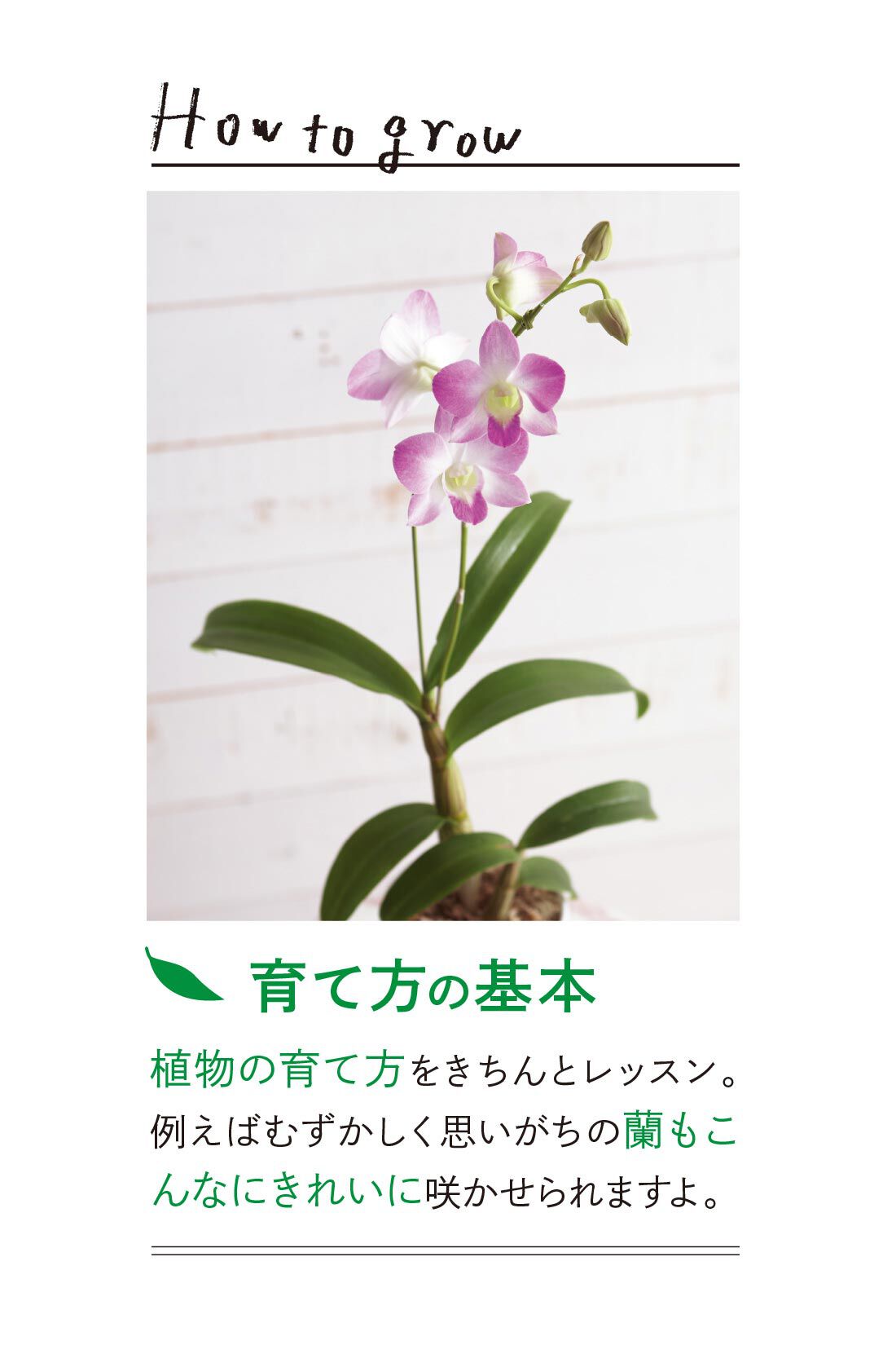 総額9,240円OFF】カジュアルプランツのきほん 植物とくらすプログラム［12回予約プログラム］｜ミニツク｜フェリシモ【公式通販】