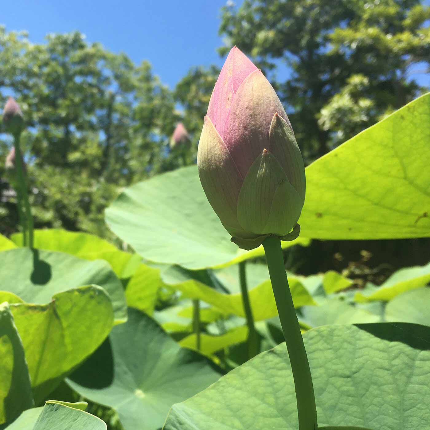 ミニツク|自然と合掌したくなる 未敷蓮華 ハンドジェルケース|これから咲こうとする蓮華の蕾をイメージしています。