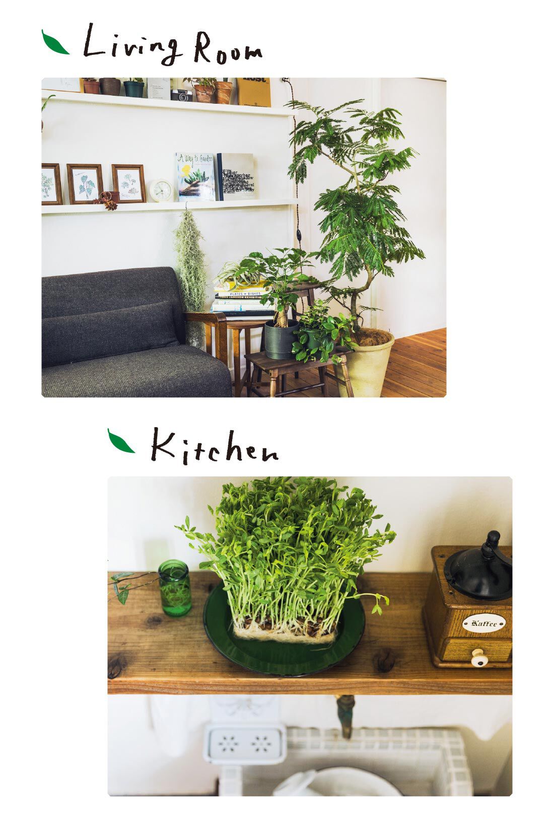 ミニツク|【総額9,240円OFF】カジュアルプランツのきほん 植物とくらすプログラム［12回予約プログラム］