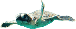 turtle.png