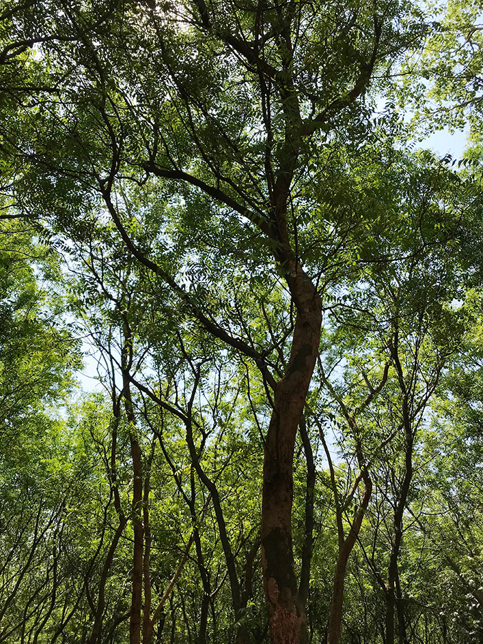 インド西ベンガル州のフェリシモの森の写真