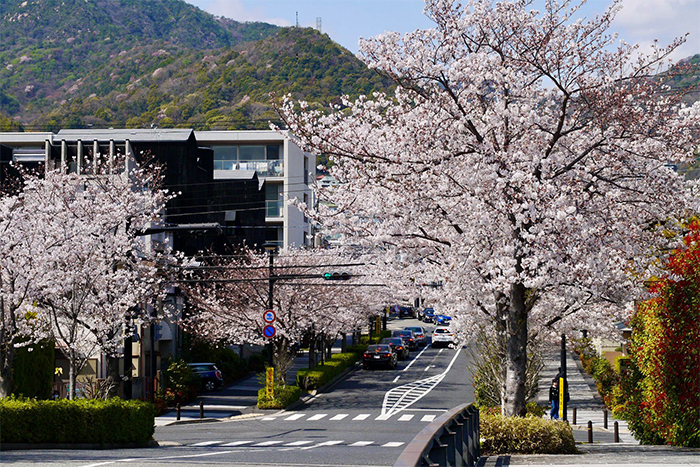 桜の花の写真