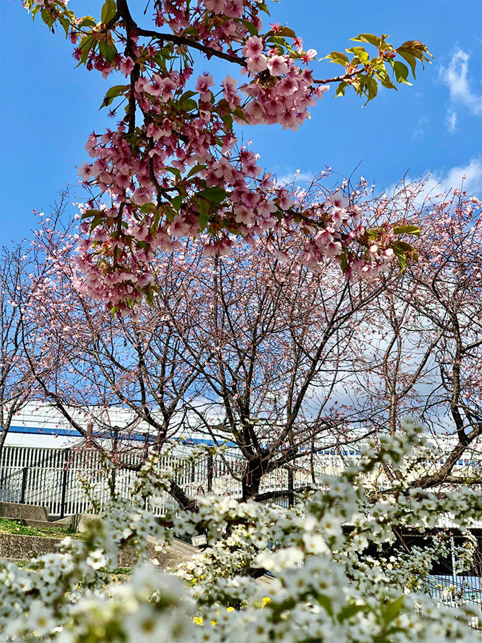 真っ白なユキヤナギと桜の木
