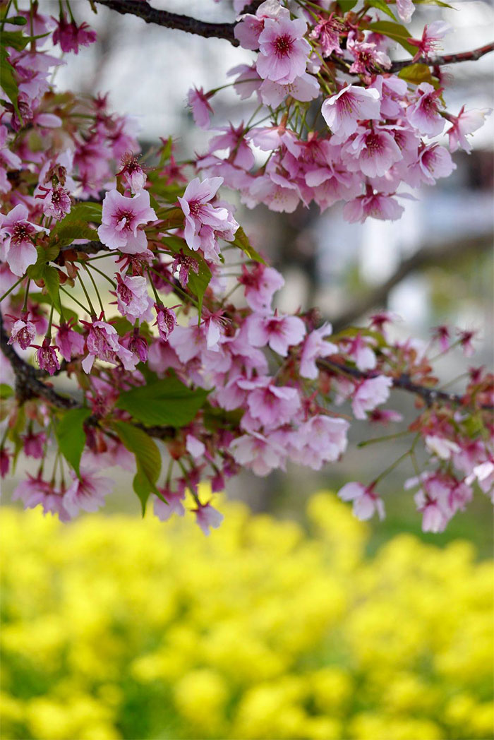 菜の花と桜のコラボ