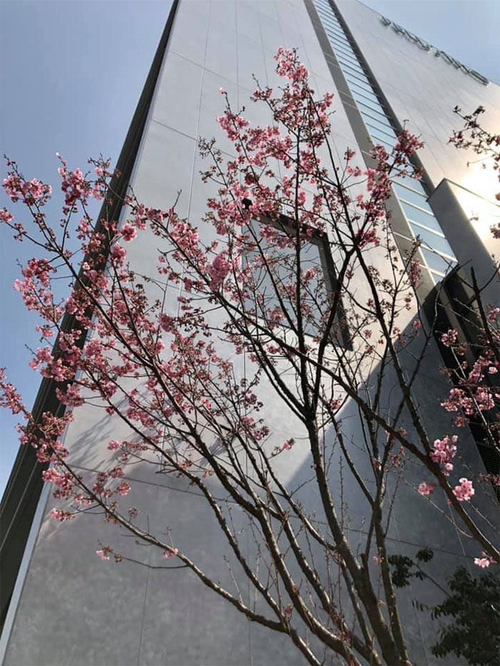 会社の側の桜の木