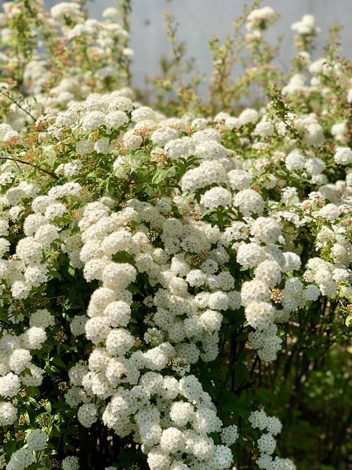 コデマリの白い花の写真