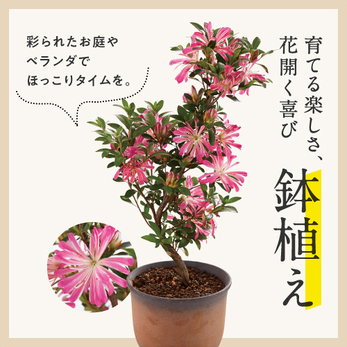 フェリシモr アール しあわせを贈る母の日 花ギフト 鉢植え