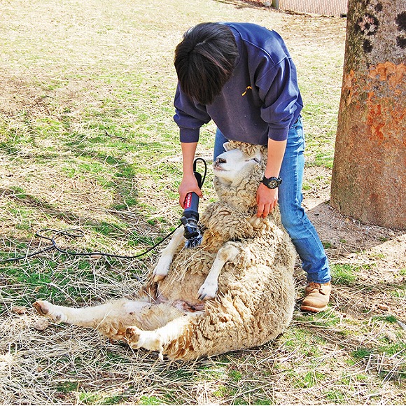 You More 羊の毛刈りがいつでもどこでも楽しめる 羊の毛刈りぬいぐるみ その他インテリア 生活雑貨 インテリア 生活雑貨 おもしろ雑貨 動物雑貨の通販 You More ユーモア