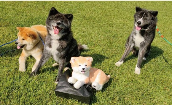 You More いっしょに暮らそうよ もふもふ秋田犬ぬいぐるみ 子犬 その他インテリア 生活雑貨 インテリア 生活雑貨 おもしろ雑貨 動物雑貨の通販 You More ユーモア