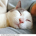 【Merry Point（1,500mr）】動物たちの保護と飼い主探し支援
