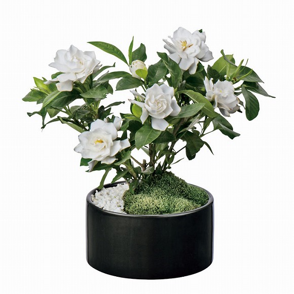 和室にも合う“盆栽”、母の日に贈る和テイストのお花たち