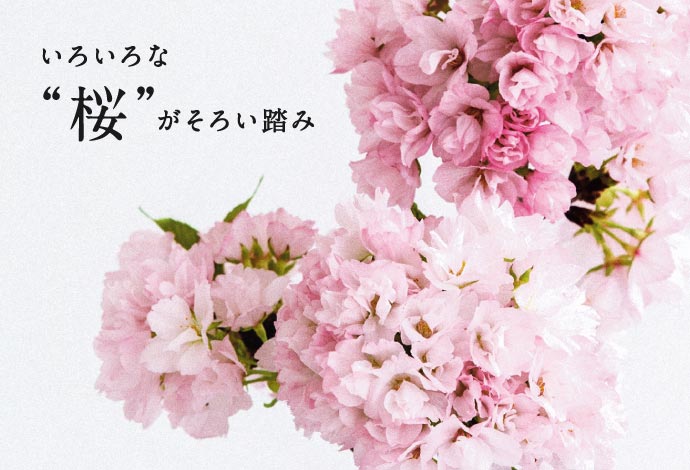 いろいろな”桜“がそろい踏み