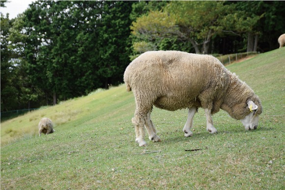 羊の毛刈りが体験できる 羊の毛刈りぬいぐるみ9