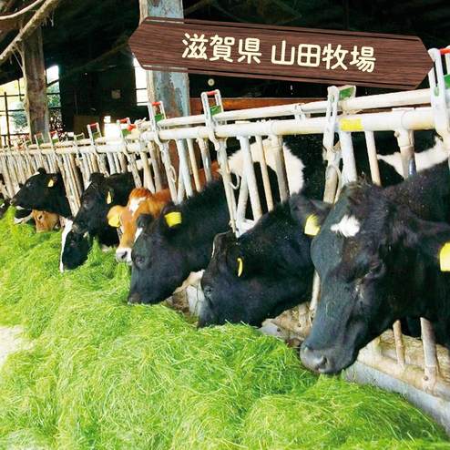 山田牧場の不動の人気ケーキ 牧場で作ったしぼりたて新鮮乳の贅沢チーズケーキ 洋菓子 お菓子 スイーツ 食品 バイヤーセレクトの通販 フェリシモパートナーズ 山田牧場の不動の人気ケーキ 牧場で作ったしぼりたて新鮮乳の贅沢チーズケーキ 洋菓子 お菓子 スイーツ 食品 バイヤーセレクトの通販 フェリシモパートナーズ