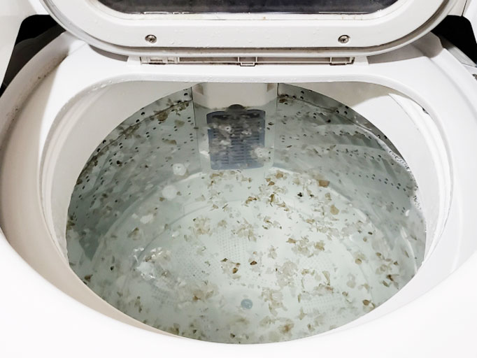 洗濯物に付いた黒いゴミ 実は 黒カビ 手軽にできる黒カビ対策とは Kraso クラソ ブログ フェリシモ