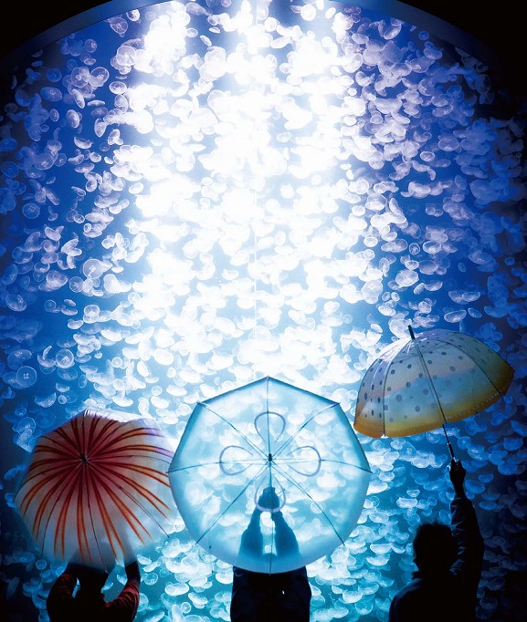 加茂水族館コラボ 雨空を泳ぐ クラゲ傘 | Kraso [クラソ] ブログ 