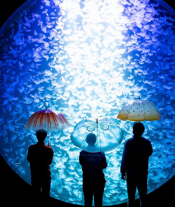 加茂水族館コラボ 雨空を泳ぐ クラゲ傘 Kraso クラソ ブログ フェリシモ