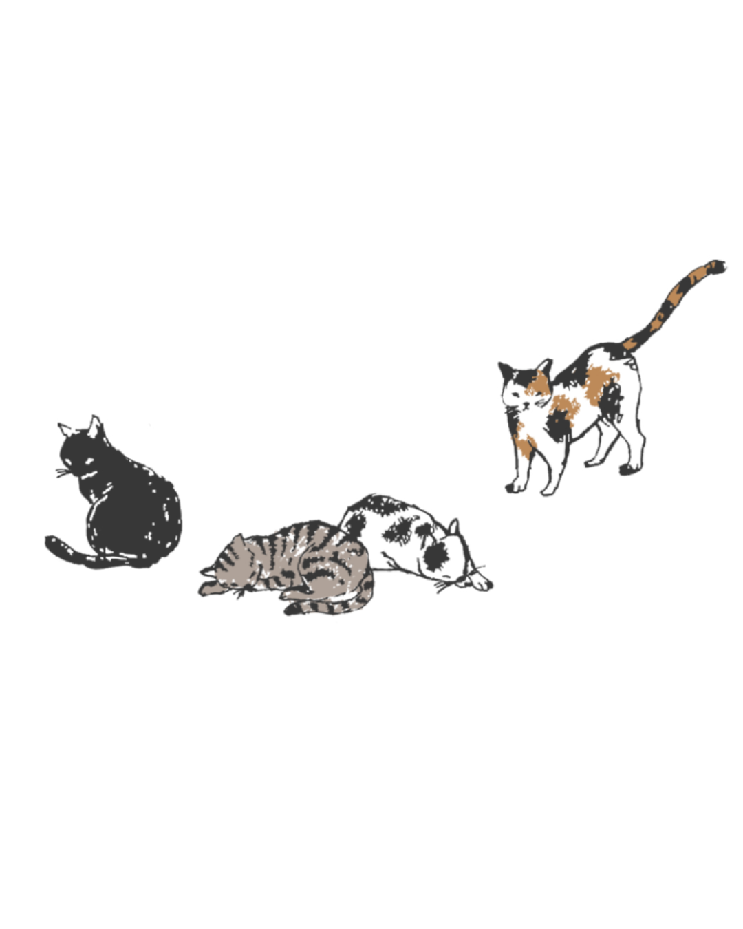 猫