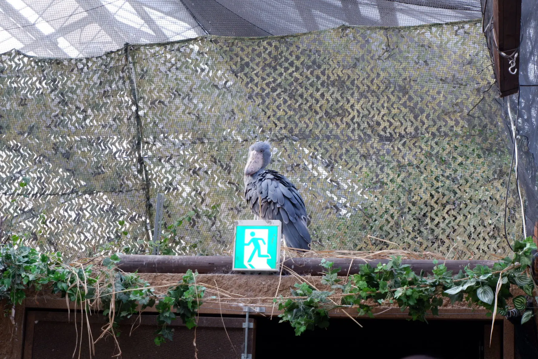 monimoni ANIMALS もにまるず ハシビロコウ もにまるず ぶーちゃん