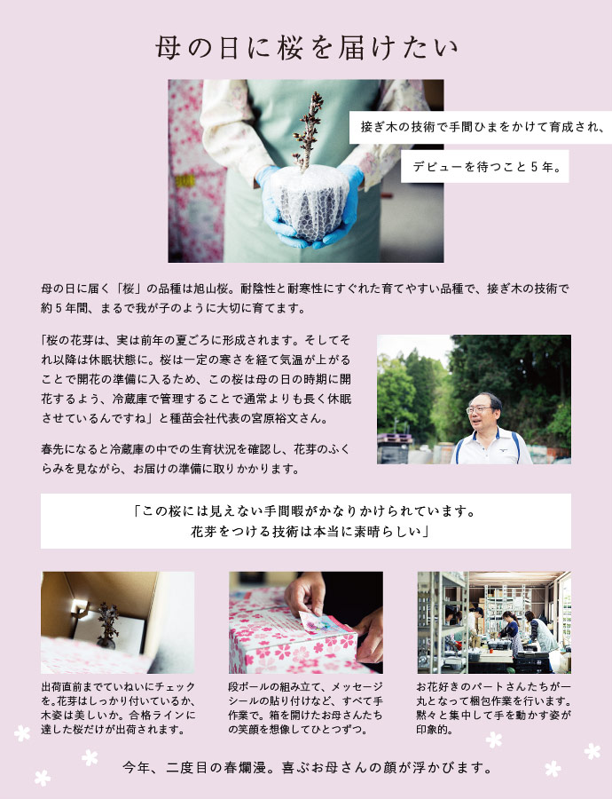 
母の日に桜を届けたい
