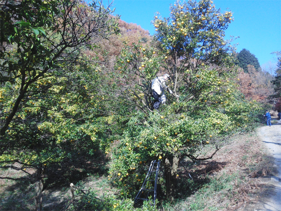 日本人の心とからだを育んできた里山の風景を未来へ。