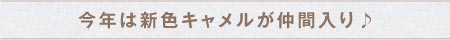 今年は新色キャメルが仲間入り♪