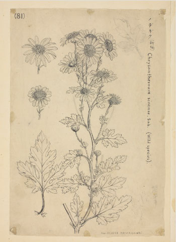牧野博士の描いた植物図プリントのロングトップス