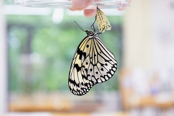 フェリシモミュージアム部　神秘的な蝶の誕生を再現した　バタフライエコバッグ&サナギポーチ