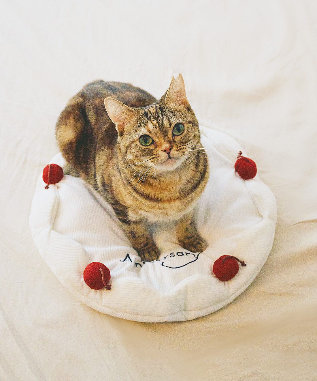 猫と飼い主さんのための新ブランド『meow memory（ミャウ メモリー）』が到着しました！