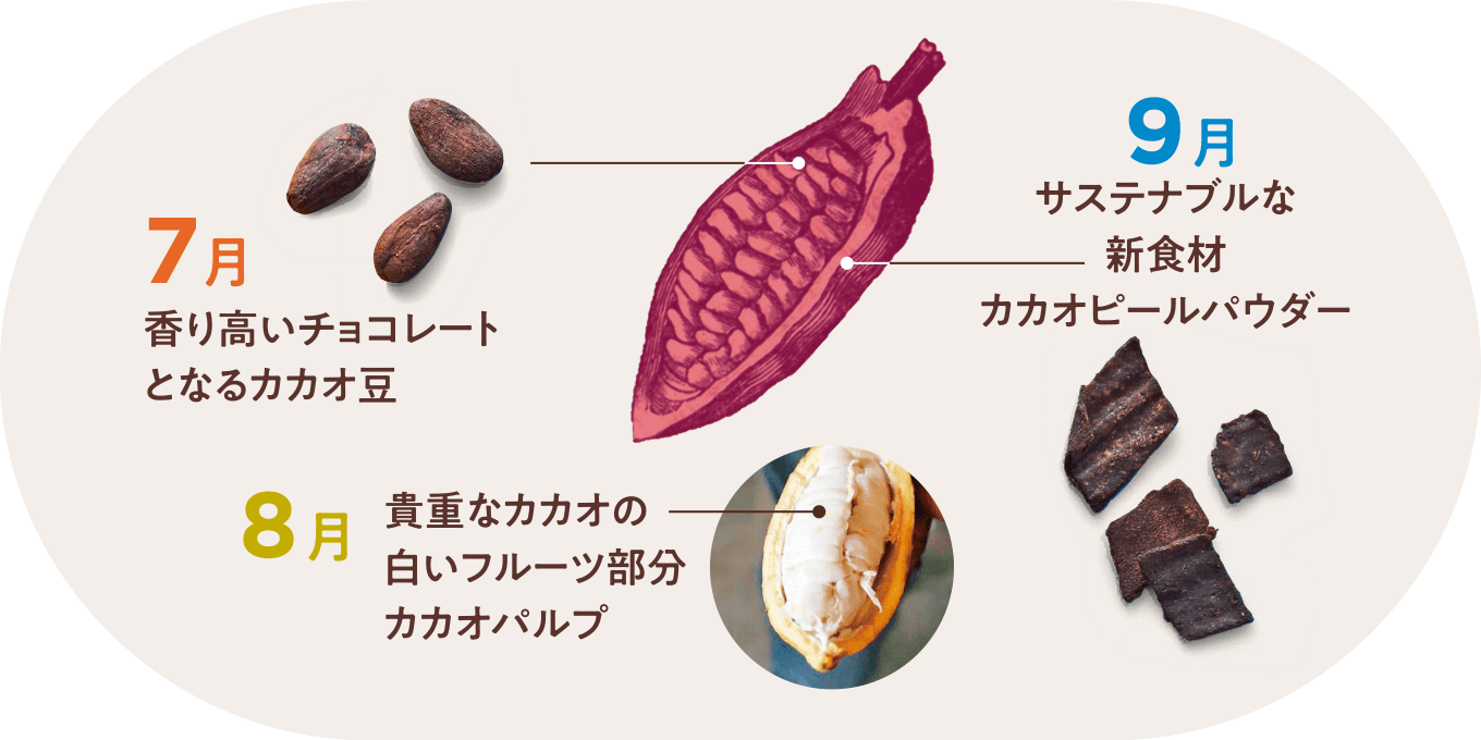 7月 香り高いチョコレートとなるカカオ豆 8月 貴重なカカオの白いフルーツ部分カカオパルプ 9月 サステナブルな新食材カカオピールパウダー