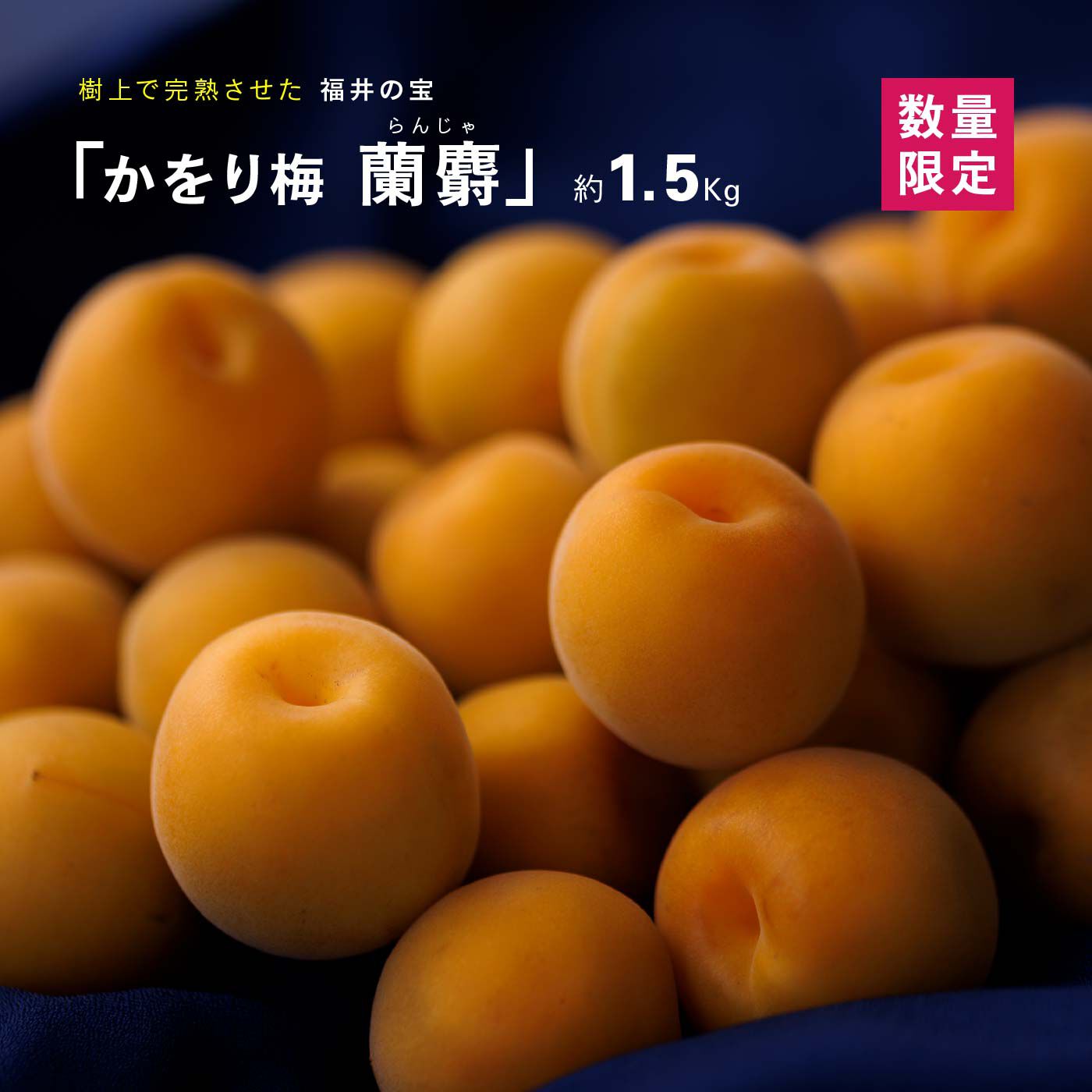 蘭麝（らんじゃ） 完熟1.5kg