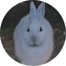 トウホクノウサギ