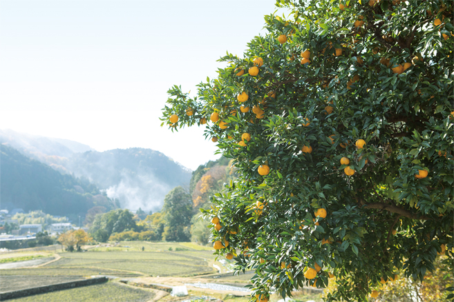 日本人の心とからだを育んできた里山の風景を未来へ。