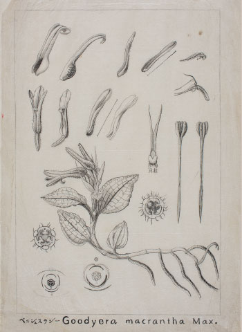 牧野博士の描いた植物図プリントのロングトップス