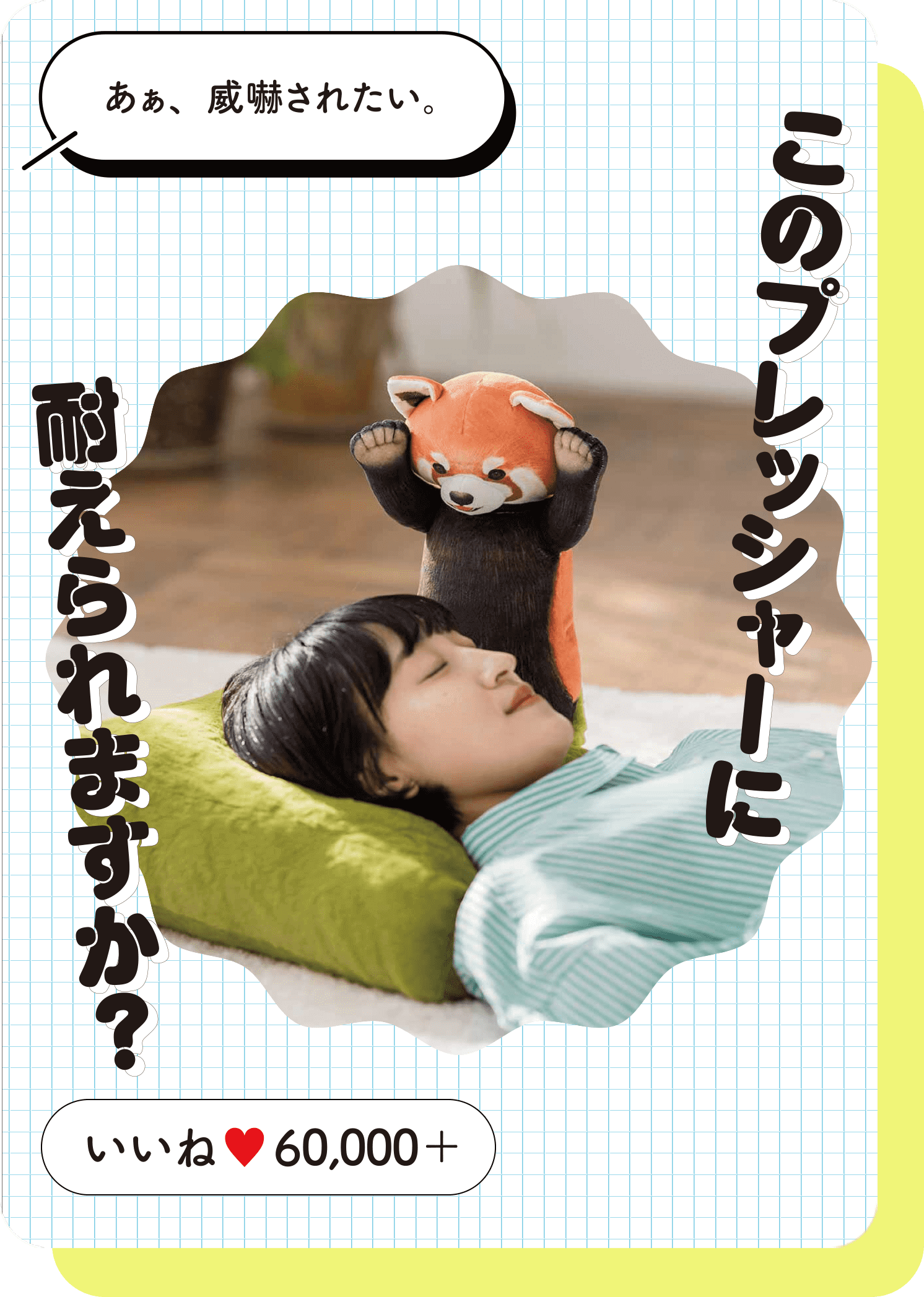 レッサーパンダ