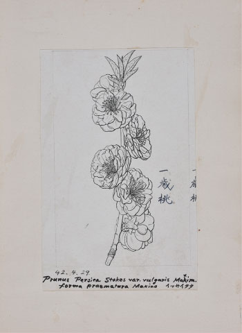 牧野博士の描いた一歳桃のワンピース〈ベージュ〉