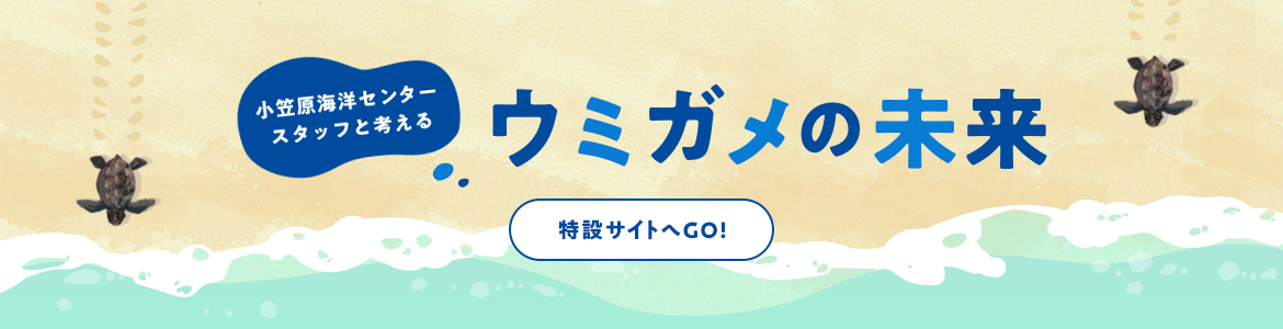 小笠原海洋センタースタッグと考える ウミガメの未来 特集ページはこちら