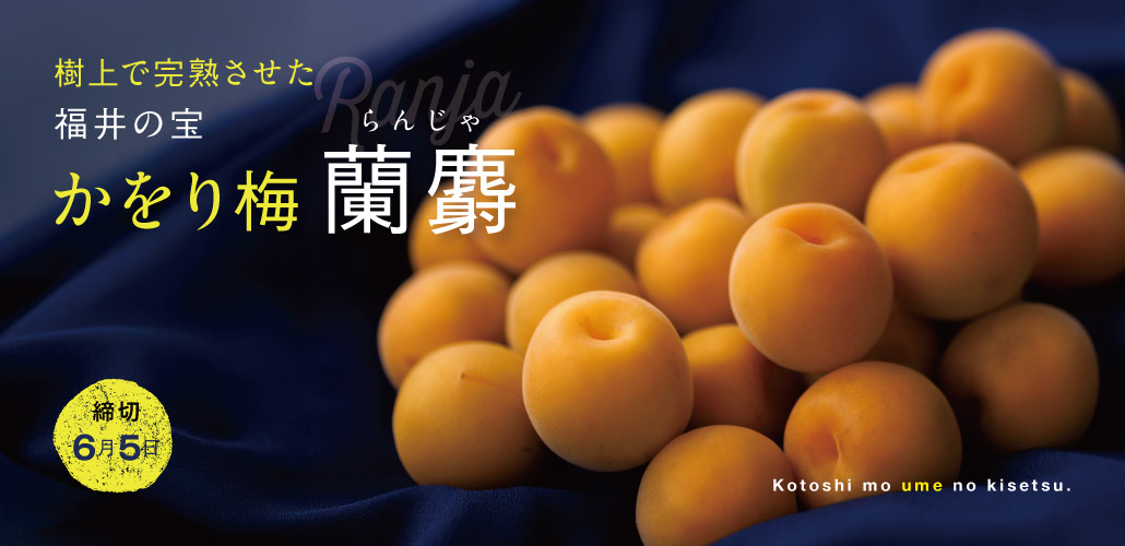 かをり梅 蘭麝