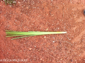 エレファントグラスの頑丈な茎の様子