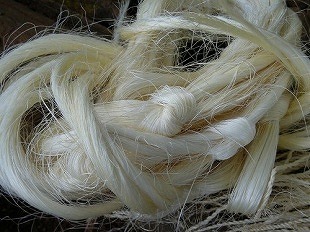 染色前のサイザル