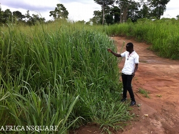 エレファントグラス