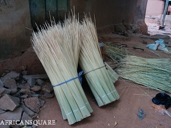 飼料作物として利用される様子