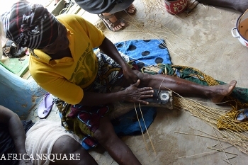 エレファントグラスの頑丈な茎の様子
