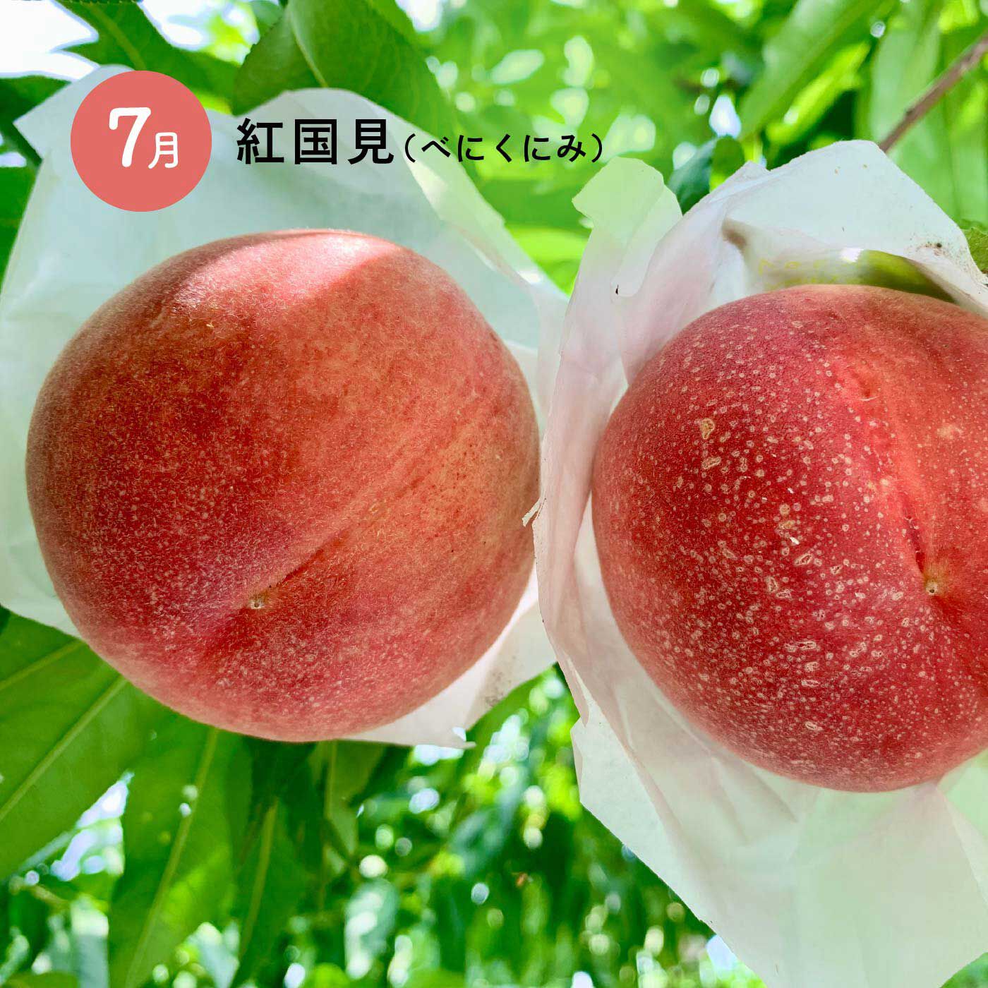 希少品種の桃食べ比べリレー