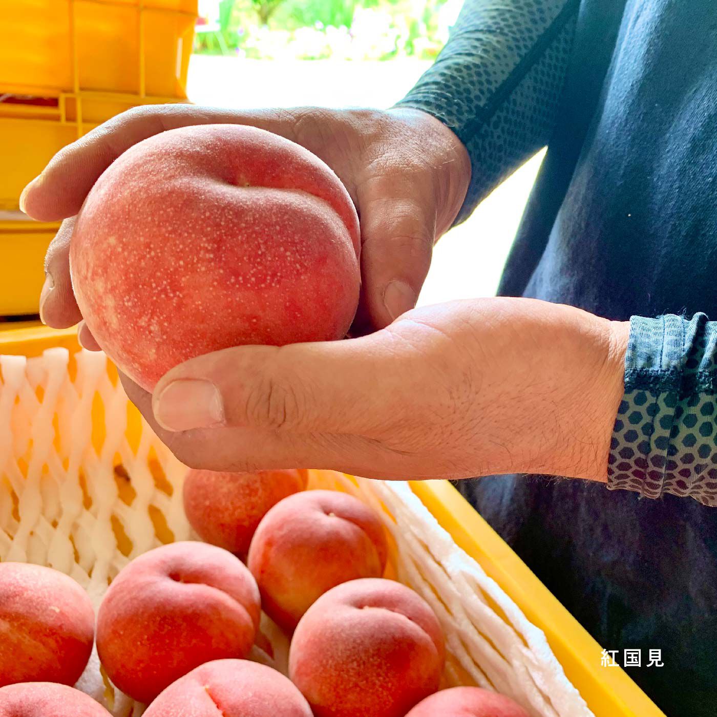 希少品種の桃食べ比べリレー