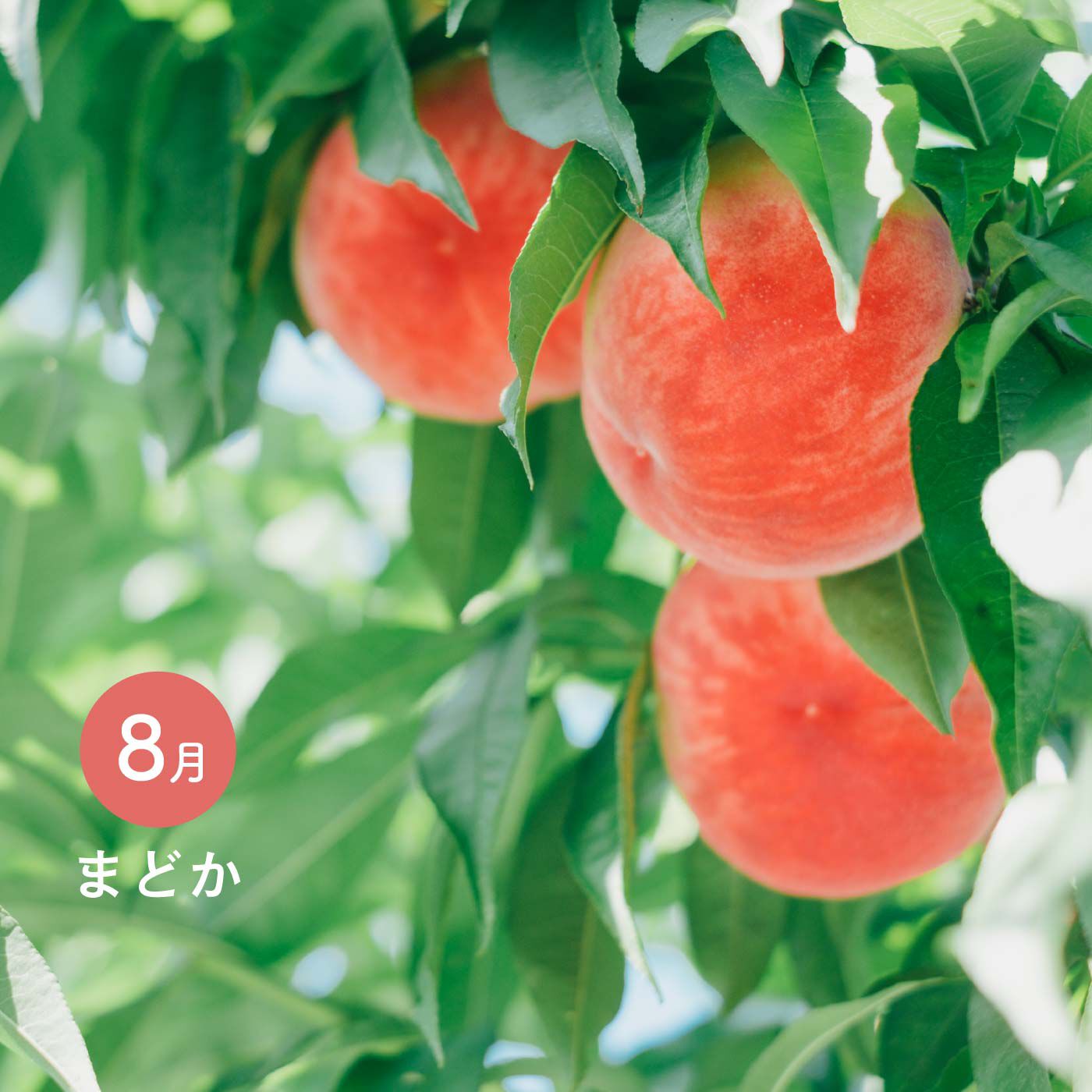 希少品種の桃食べ比べリレー